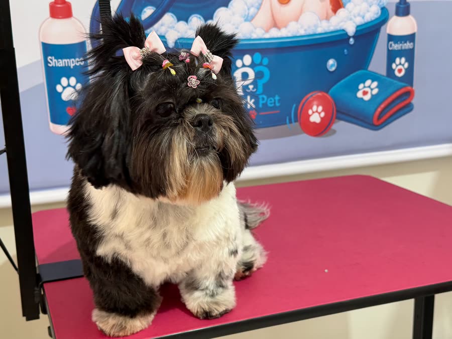 Bela, Shih Tzu, com lacinho depois do banho