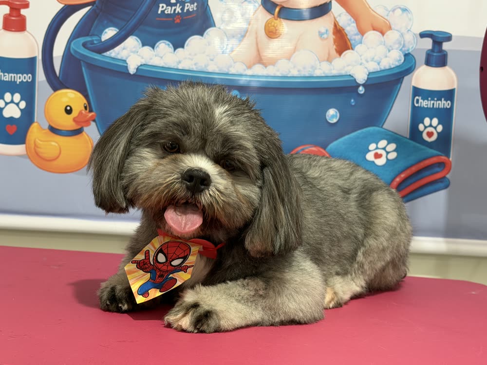 Betovem, Shih Tzu, com gravata depois do banho
