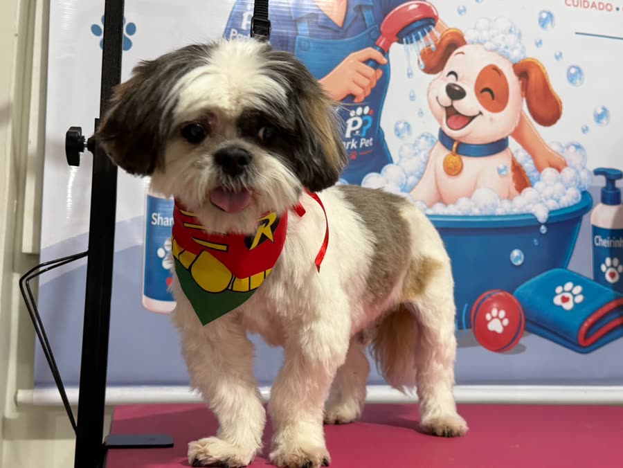 Garú, Shih Tzu, depois do banho e tosa