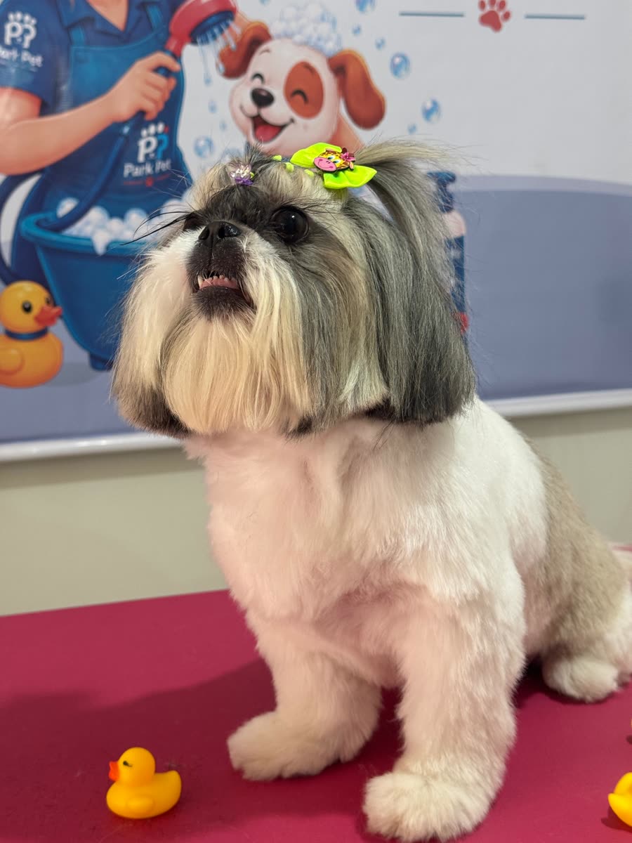 Shih Tzu com lacinho depois do banho