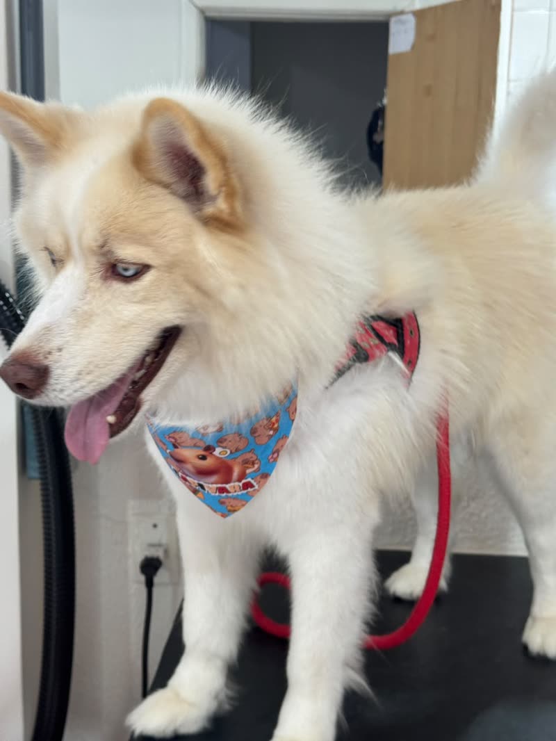Luke, Husky, depois do banho