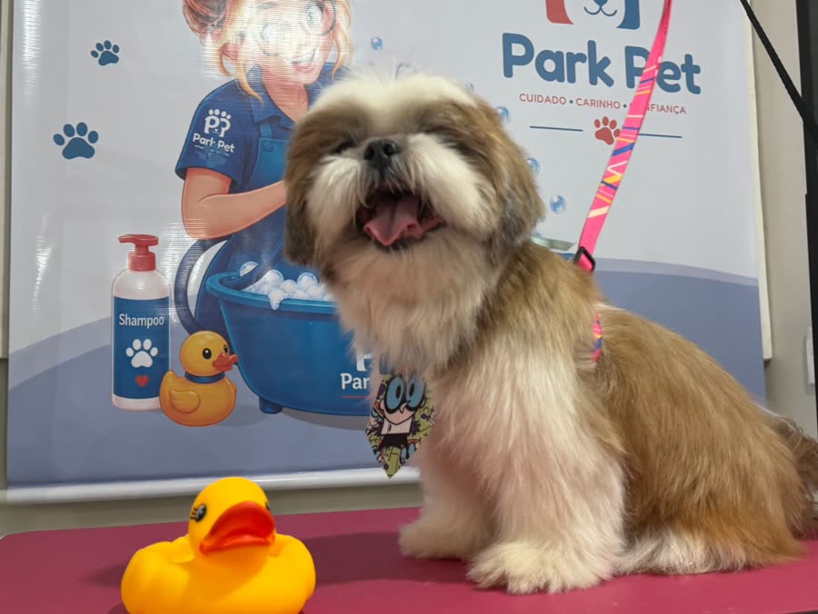 Shih Tzu depois do banho
