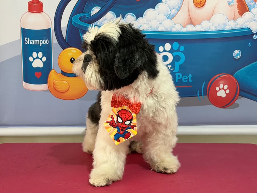 Thor, Shih Tzu, depois do banho