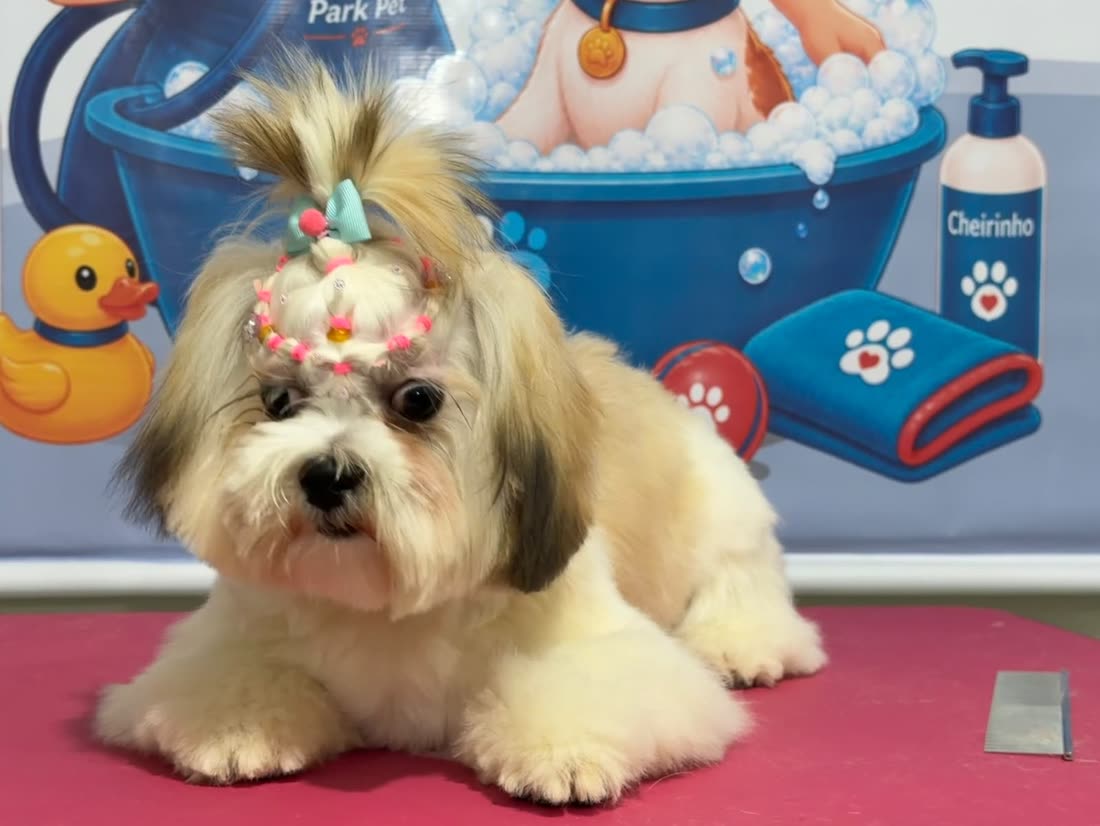 Valentina, Shih Tzu, com lacinhos depois do banho
